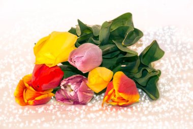 Bir buket lale. Tasarım için fotoğraf.