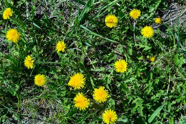 Sarı karahindiba ile açıklık. Doğal fotoğraf..