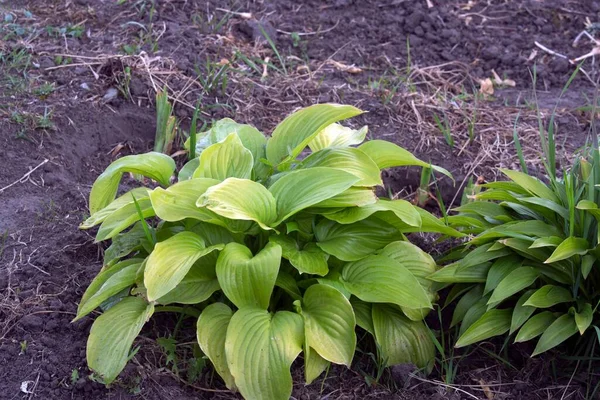 Hosta çiçek yaprakları sebze bahçesinde.