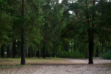 Pinery 'de. Tasarım veya sunumlar için fotoğraf.