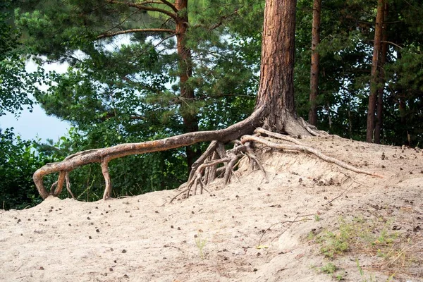 Albero Con Grandi Radici — Foto Stock