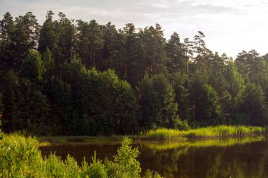 Göl ve orman. Güzel manzara.
