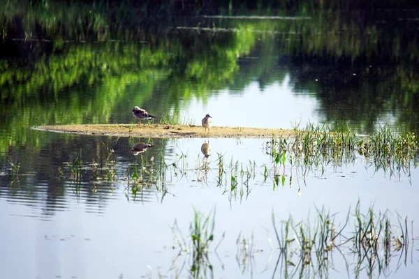 Vögel Sitzen Auf Einer Kleinen Insel — Stockfoto