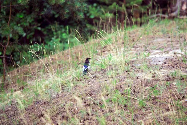Magpie in a forest glade.