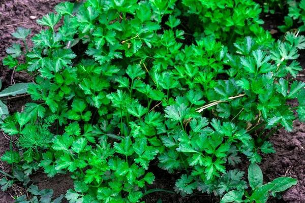 Parsley leaves. Parsley in the garden.