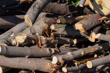 Kuru ağaç dalları yakın.