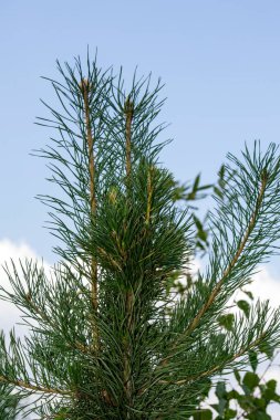 Çam iğnelerinden bir dal.