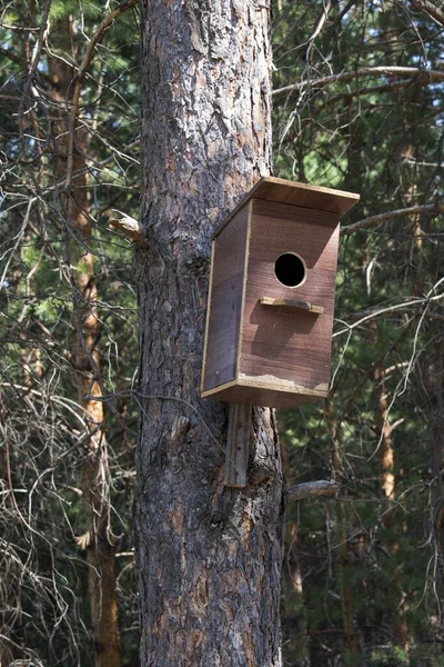 Vogelhuisje Aan Een Boom Het Bos — Stockfoto