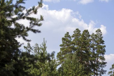 Mavi bulutlar ve ağaç dalları.