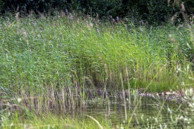 Göl ve orman. Güzel manzara.