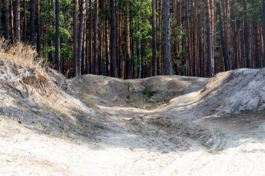 Ormandaki kumlu tepecikler.