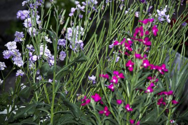Yaban çiçekleri yakın plan. Masaüstü için fotoğraf.