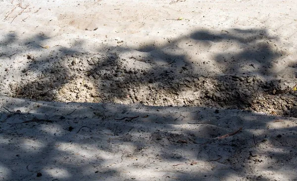 Sabbia Bianca Della Foresta Struttura Della Sabbia — Foto Stock