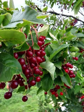 Kırmızı kuş kirazından bir dal.