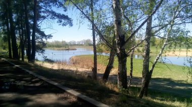 Orman manzarası ve küçük bir göl.