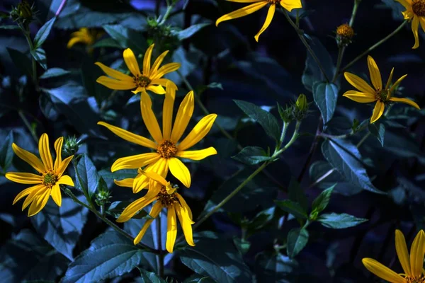 Beaucoup Fleurs Jaunes Fond Bureau — Photo