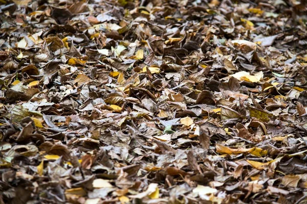 Hojas Amarillas Otoño Antecedentes Para Diseño Presentaciones —  Fotos de Stock