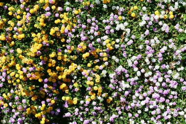 Turuncu, beyaz ve mor çiçekler çalılıklarda. Güneşli gün.