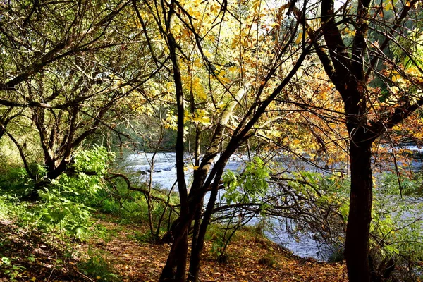 Atumn Kleuren Het Bos Achtergrond Met Rivier Bomen Pad Uitbundige — Stockfoto