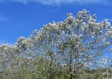 Ağaçlar beyaz yaprakları ve mavi gökyüzü ile. Beyaz bulutlar, güneşli bir gün.