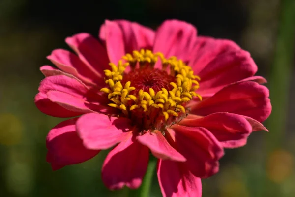Primeros Planos Flores Rosa Roja Naranja Parque Público Zinnia Día —  Fotos de Stock