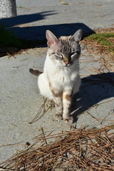 White cat sunbathing. Cat having a sun bath in a promenade with pine needles and sand.