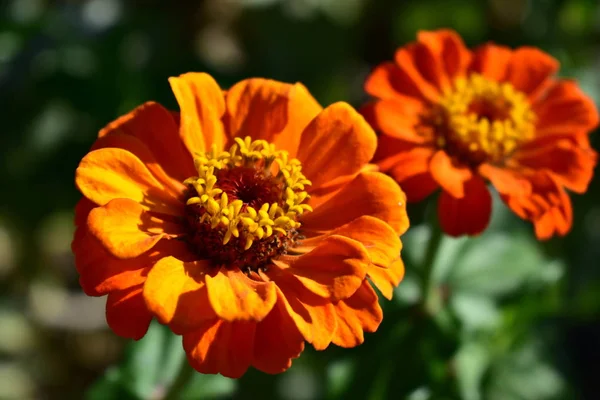 Orange Och Röda Blommor Closeup Zinnia Detaljer Kronblad Och Ståndare — Stockfoto