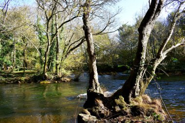 Sonbahar renkleri ormanın içinde. Ağaçlar ve nehir yeşil ve sarı renkler ile. Galiçya, İspanya.