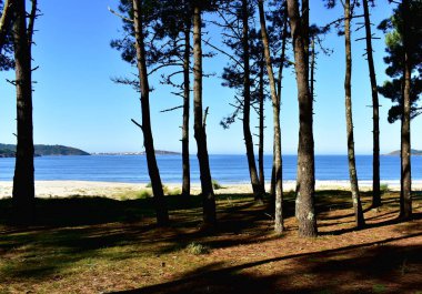 Çam ormanı ile plaj. Ağaç, Çam iğneleri ve parlak kum kum tepeleri bitki örtüsü ile. Mavi deniz, açık gökyüzü, güneşli bir gün. Galiçya, İspanya.