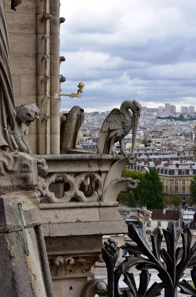 Cattedrale Notre Dame Parigi Francia Gargoyle Chimere Pellicano — Foto Stock