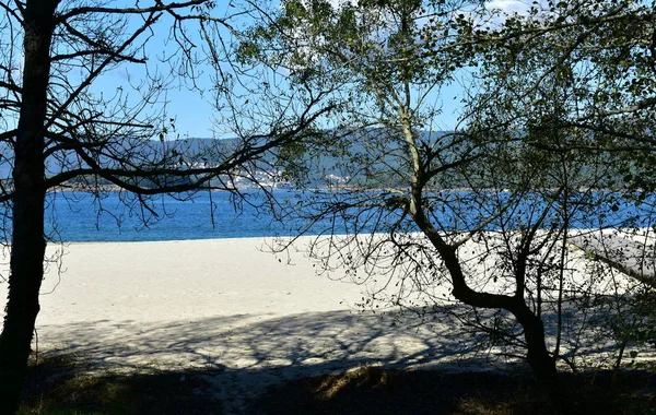Пляж Бухте Белым Песком Деревьями Синим Морем Галисия Испания — стоковое фото