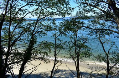 Plaj beyaz kum, ağaçlar ve turkuaz ve yeşil renklerle temiz su. Galiçya, İspanya, güneşli bir gün, mavi gökyüzü.