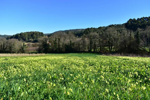 Mező Sárga Virágok Fák Kék Süt Nap Galicia Spanyolország — Stock Fotó