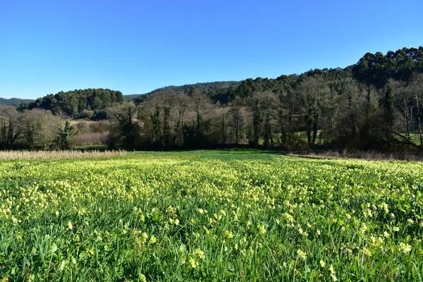 Campo Com Grama Flores Amarelas Árvores Céu Azul Dia Ensolarado — Fotografia de Stock