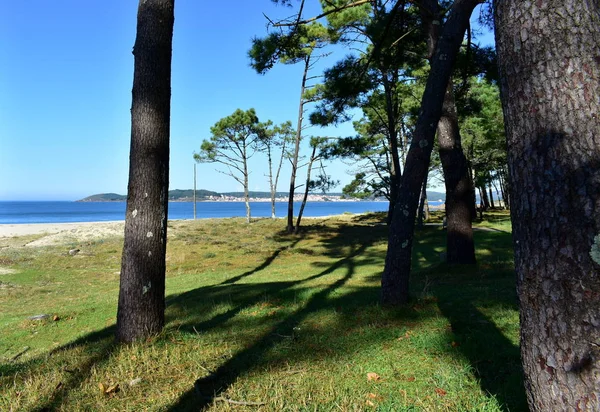 Strand Med Gräs Och Tallskog Blå Himmel Solig Dag Galicien — Stockfoto