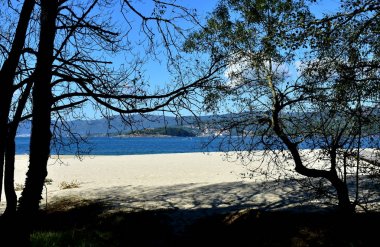 Ağaçlar ve beyaz kumlar ile plaj. Mavi denizli koy, güneşli bir gün. Galiçya, İspanya.