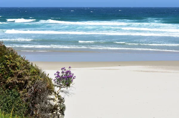 Plaża Białym Piaskiem Fioletowe Kwiaty Fale Lugo Hiszpania — Zdjęcie stockowe