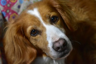 Kahverengi ve beyaz köpek yüz yüze..