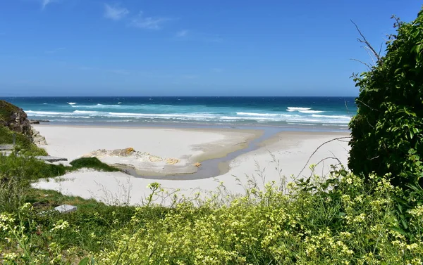 Plaża Żółtymi Kwiatami Dzikim Morzem Turkusową Wodą Falami Słoneczny Dzień — Zdjęcie stockowe