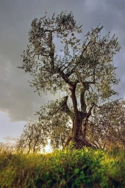 Oliveiras Com Ramos Pôr Sol — Fotografia de Stock