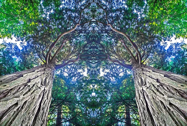 쿼이어 지방의 나무들이 아래에서 내려다 보인다 나무껍질과 나무들은 껴안는다 보기만 — 스톡 사진