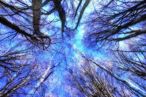 Vue Des Branches Arbres Forêt Surréaliste Contre Ciel Bleu — Photo