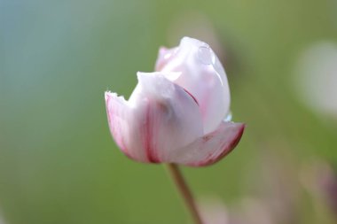 Kır çiçeği beyaz renk bud ve çiy damlacıkları