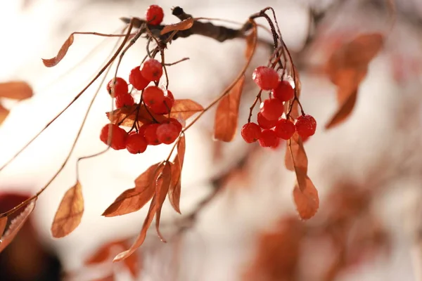 Cluster Rowan Berries Natural Background — Stock Photo, Image