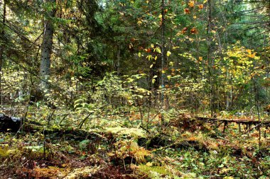Sonbaharda sarı yeşil ormanda