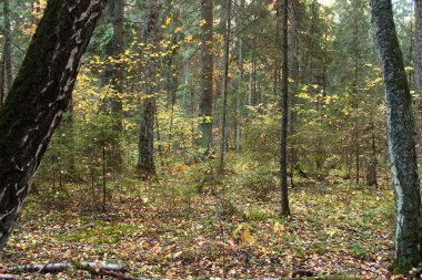 Sonbaharda sarı yeşil ormanda