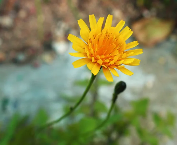 Pissenlit Fleur Jaune Sur Fond Vert — Photo