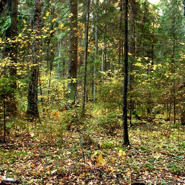 Foresta Verde Nelle Foglie Gialle Autunno — Foto Stock