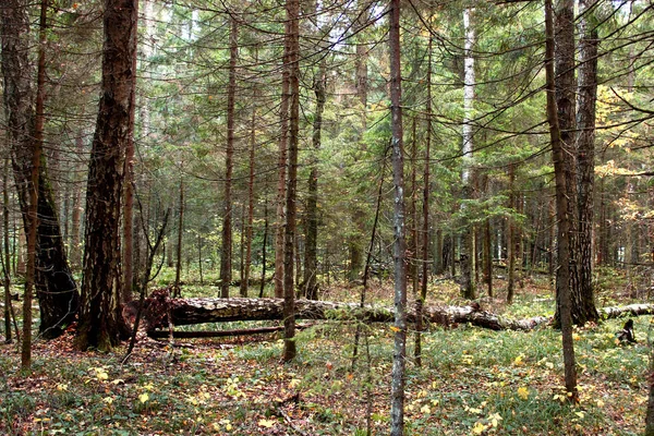 Зелений Ліс Жовтому Листі Восени — стокове фото