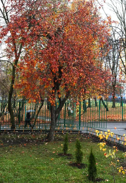 Manzano Otoño Hombre Con Paraguas Lluvia Otoño —  Fotos de Stock